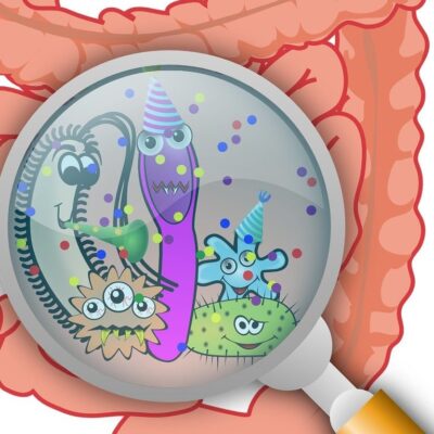The gut microbiome and how it can be effected