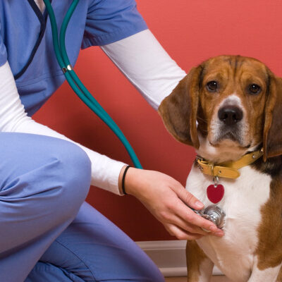 5 Vital Reasons To Schedule A Vet Visit For Your Dog