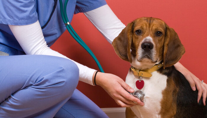 5 Vital Reasons To Schedule A Vet Visit For Your Dog